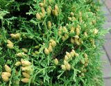 Thuja occidentalis. Верхушки веточек с шишками. Сахалинская обл., г. Южно-Сахалинск, территория Краеведческого музея. 16.08.2019.