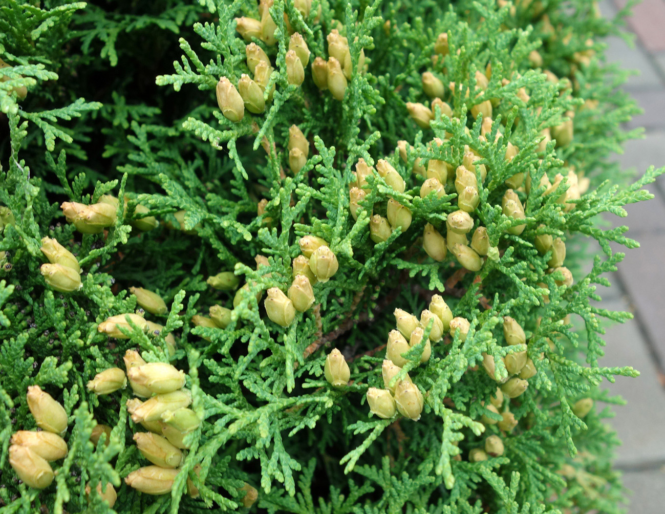 Image of Thuja occidentalis specimen.