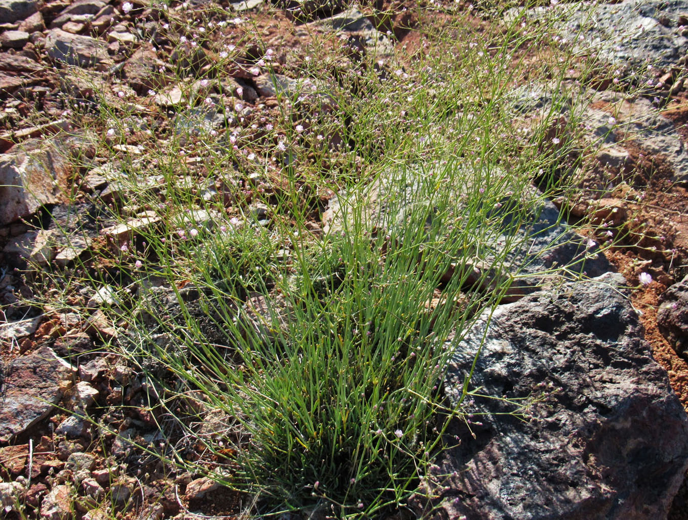 Image of Gypsophila patrinii specimen.