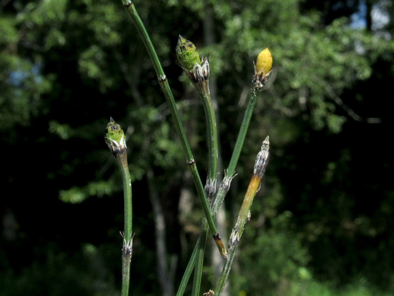 Изображение особи Equisetum variegatum.