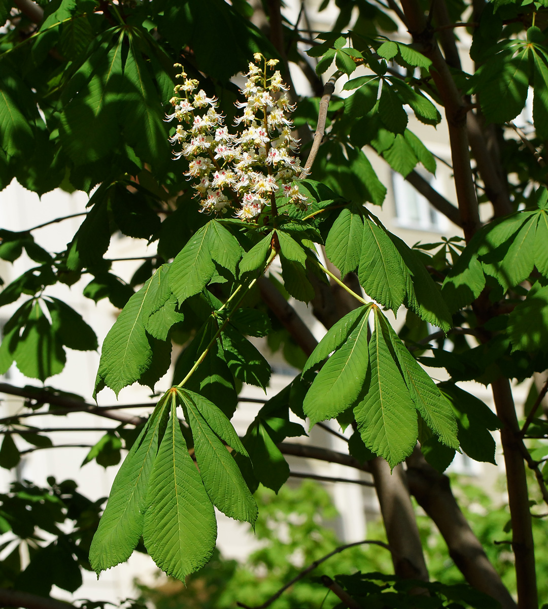 Image of Aesculus hippocastanum specimen.