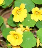 Tropaeolum majus