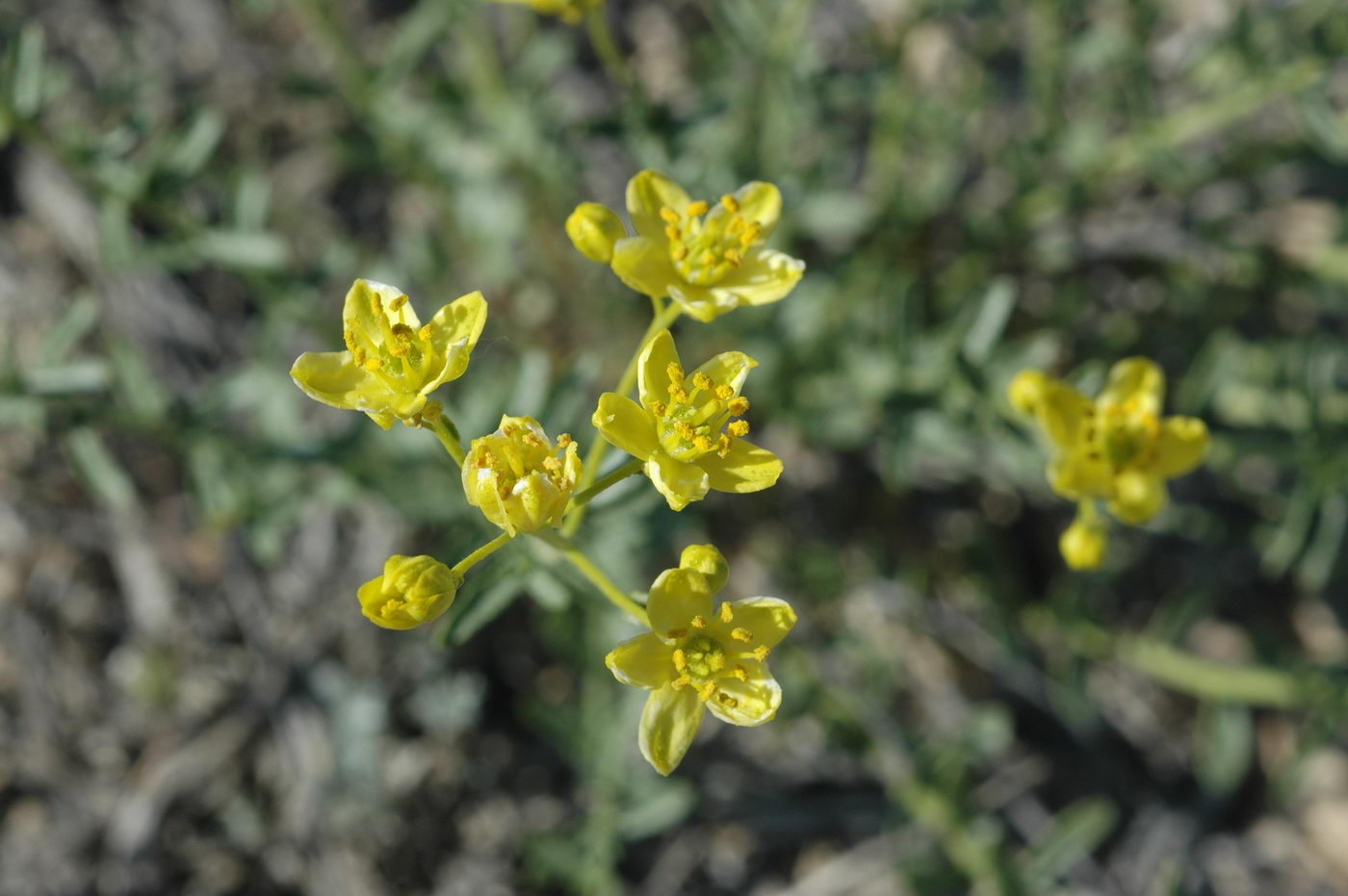 Image of Haplophyllum obtusifolium specimen.