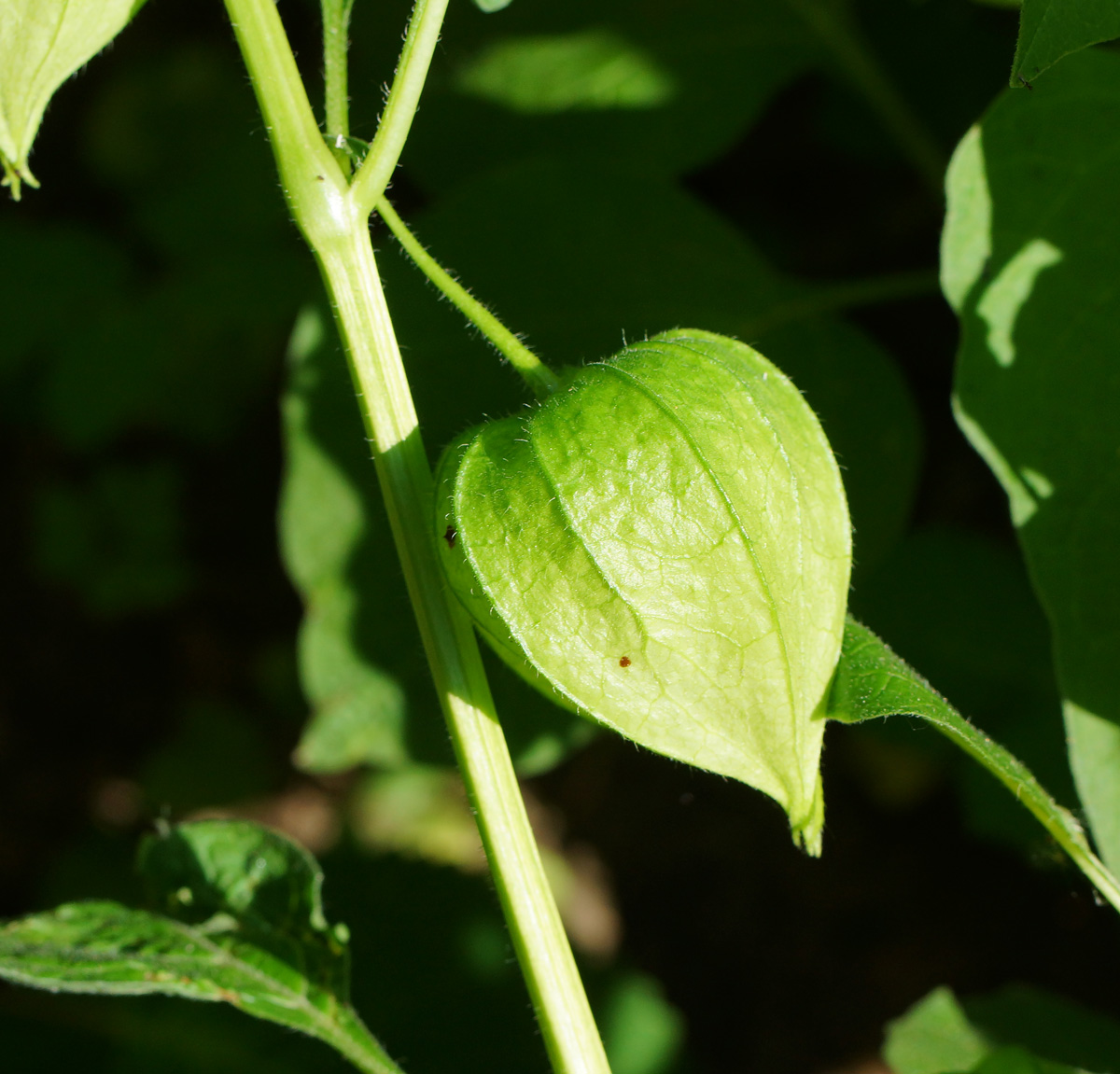 Изображение особи Alkekengi officinarum.