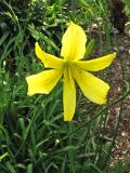 Hemerocallis citrina. Цветок. Испания, Канарские о-ва, Тенерифе, ботанический сад в Пуэрто-де-ла-Крус, в культуре. 6 марта 2008 г.