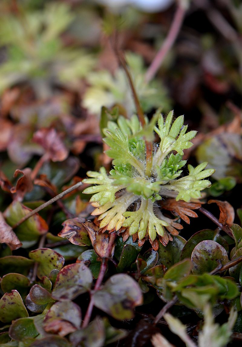 Изображение особи Saxifraga &times; arendsii.