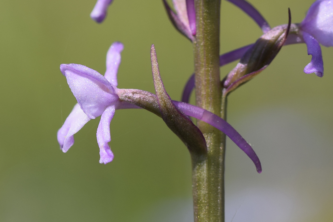 Image of Gymnadenia conopsea specimen.