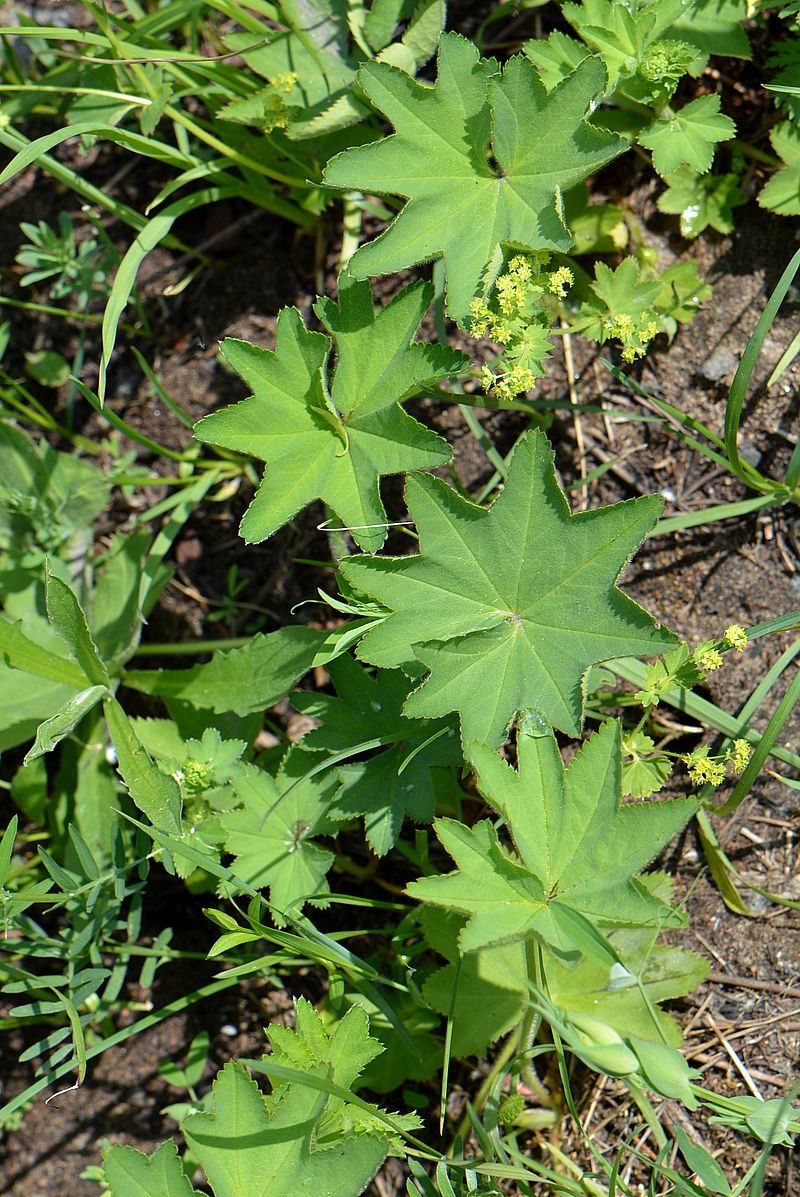 Изображение особи Alchemilla subcrenata.