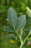 Medicago sativa. Часть побега (видна нижняя сторона листа). Республика Адыгея, г. Майкоп, восточная окраина, у мусульманского кладбища, редко используемая автомобильная колея на лугу. 13.06.2020.