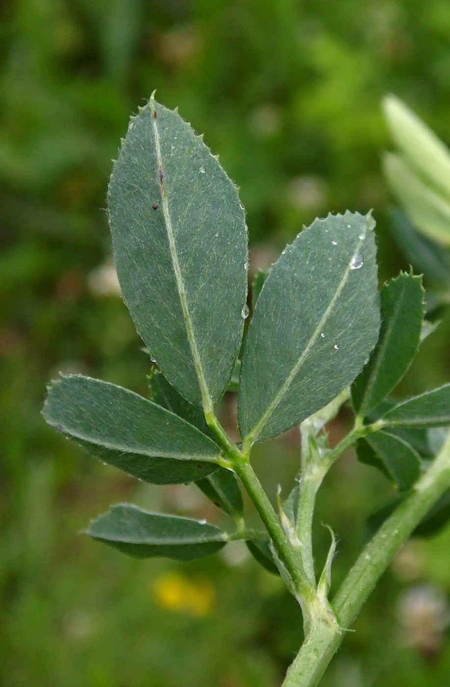 Изображение особи Medicago sativa.