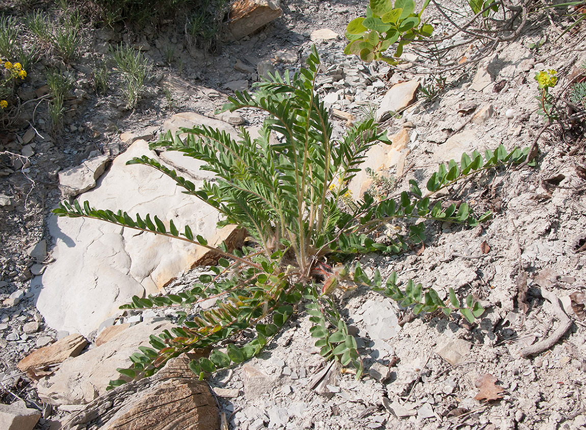 Изображение особи Astragalus utriger.