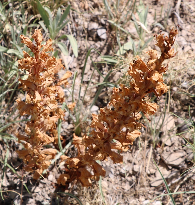 Image of Orobanche kurdica specimen.