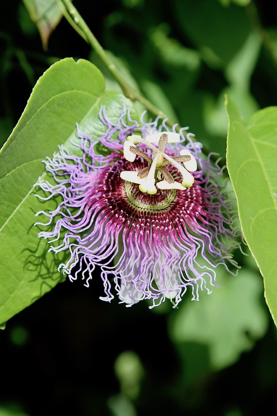 Изображение особи Passiflora serratifolia.