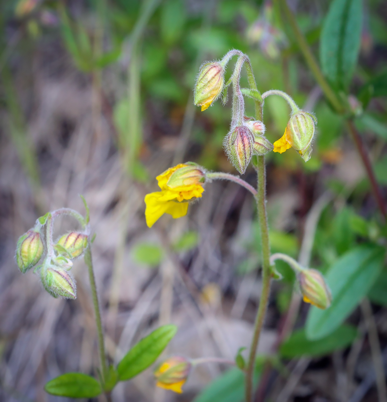 Image of Helianthemum nummularium specimen.