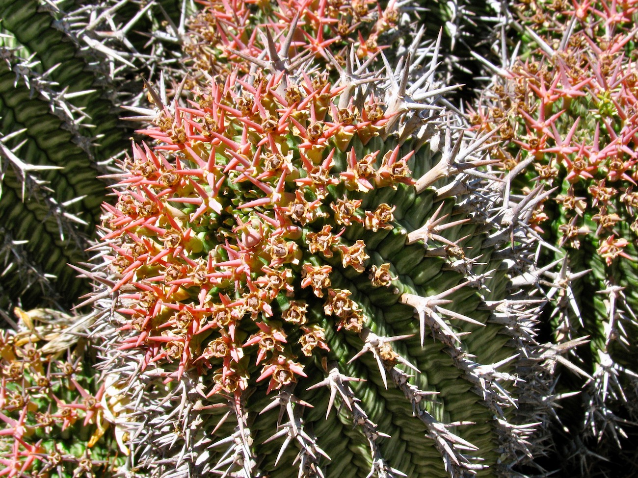 Изображение особи Euphorbia stellispina.