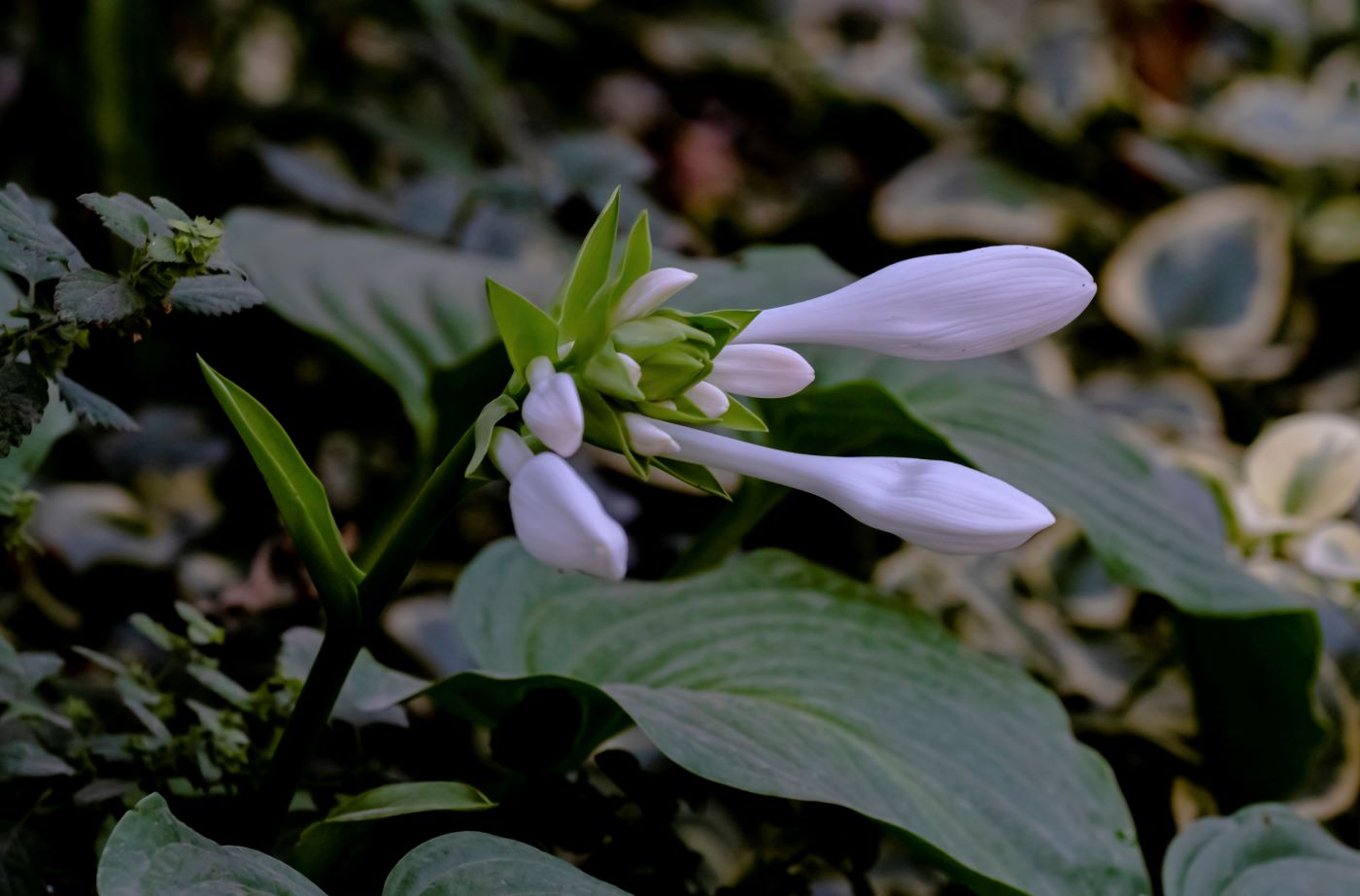 Image of Hosta plantaginea specimen.