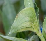 Commelina subspecies livingstonii