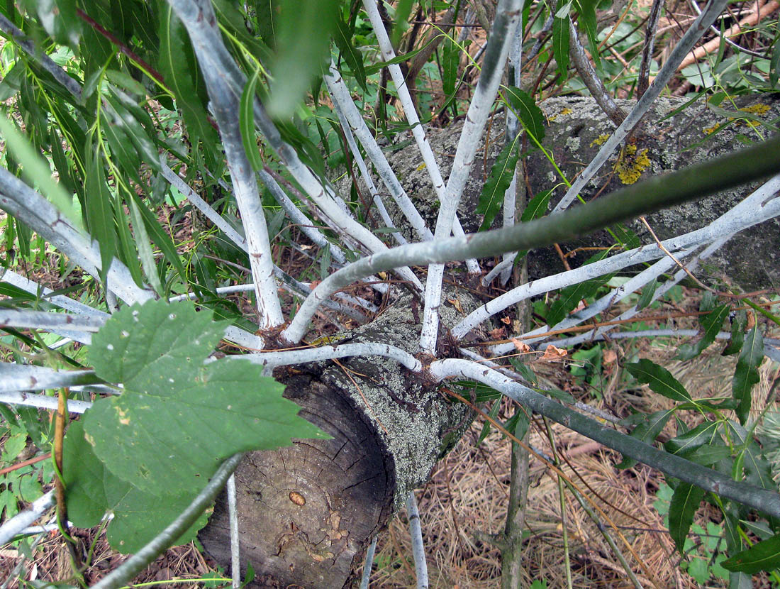 Image of Salix acutifolia specimen.