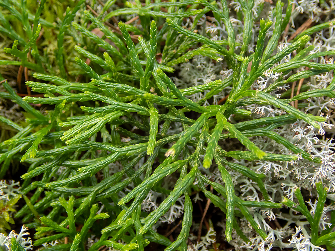 Image of Diphasiastrum complanatum specimen.