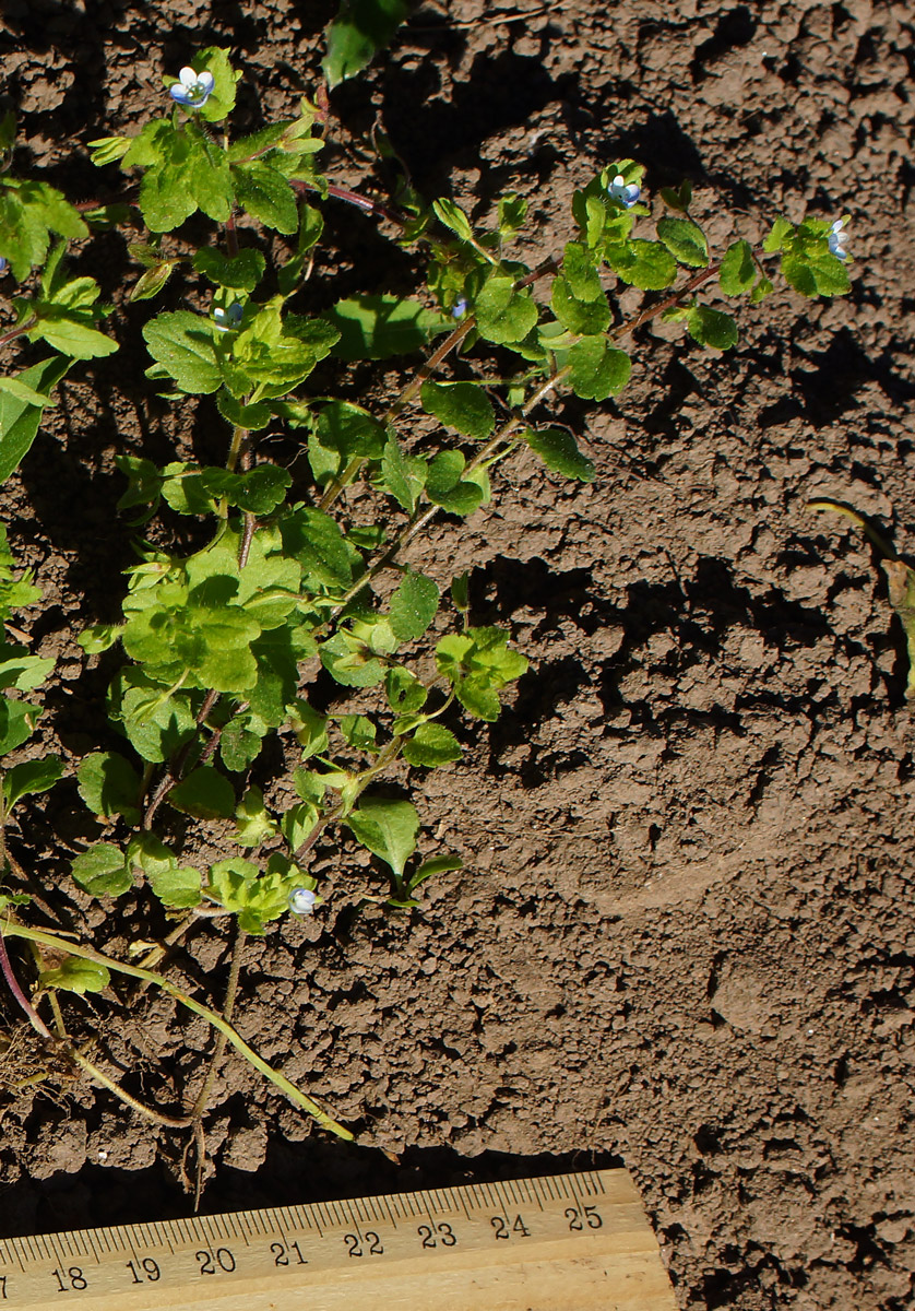 Image of Veronica polita specimen.