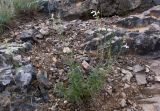 Stachys angustifolia. Цветущее растение. Южный Берег Крыма, сев.-вост. склон горы Аю-Даг, скальник. 06.08.2019.