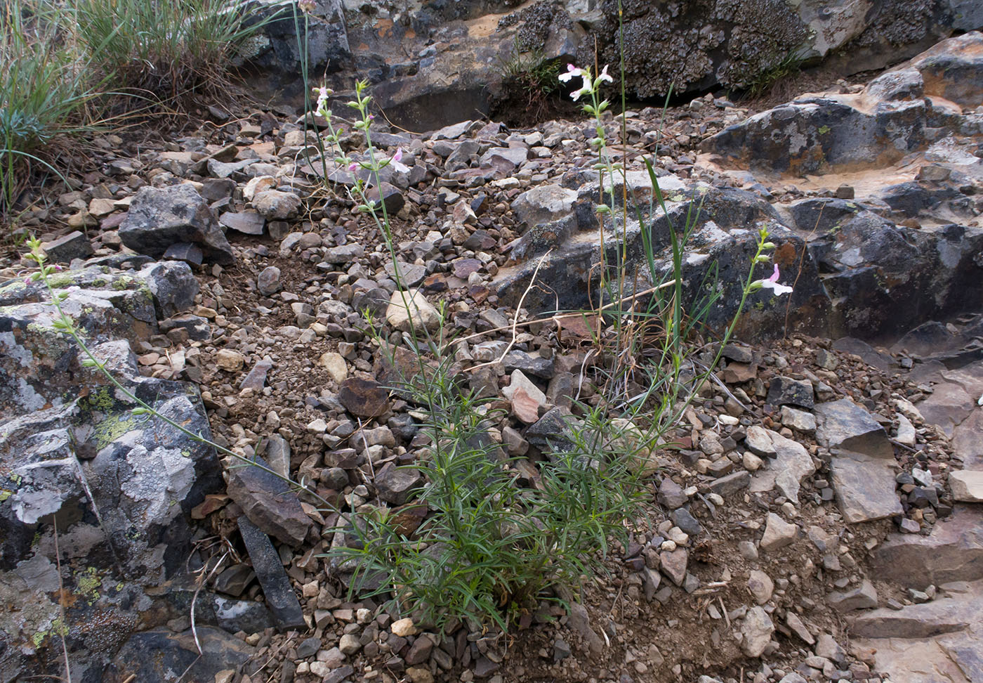 Image of Stachys angustifolia specimen.