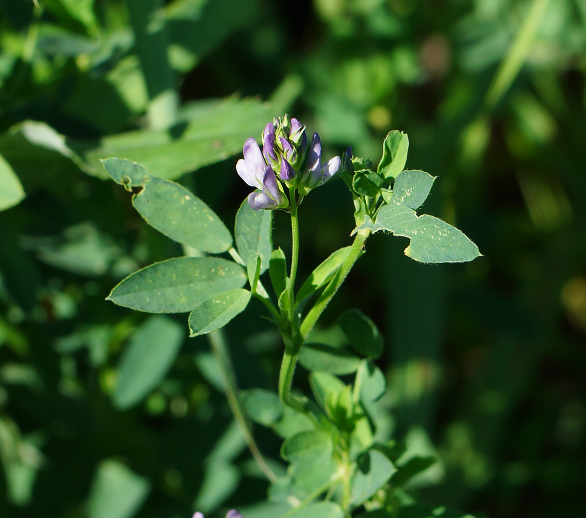 Изображение особи Medicago sativa.