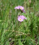 Primula farinosa. Верхушки цветущих растений. Иркутская обл., Иркутский р-н, р. Иркут, о. Беляева, луг. 30.05.2020.