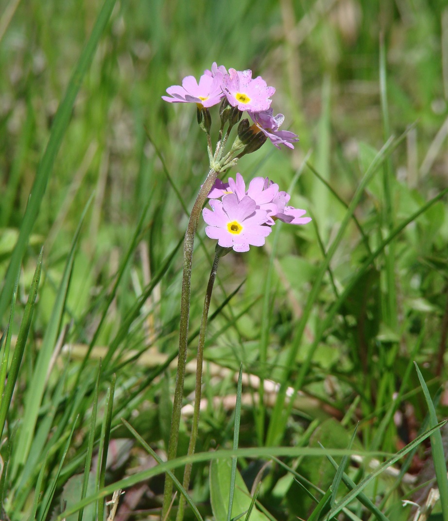 Изображение особи Primula farinosa.