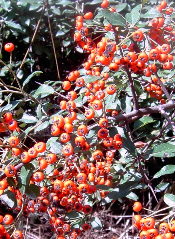 Image of Pyracantha coccinea specimen.