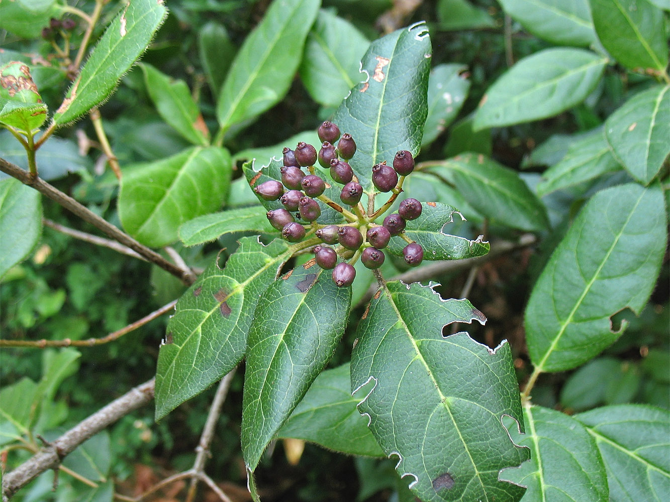 Изображение особи Viburnum tinus.