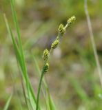 Carex canescens