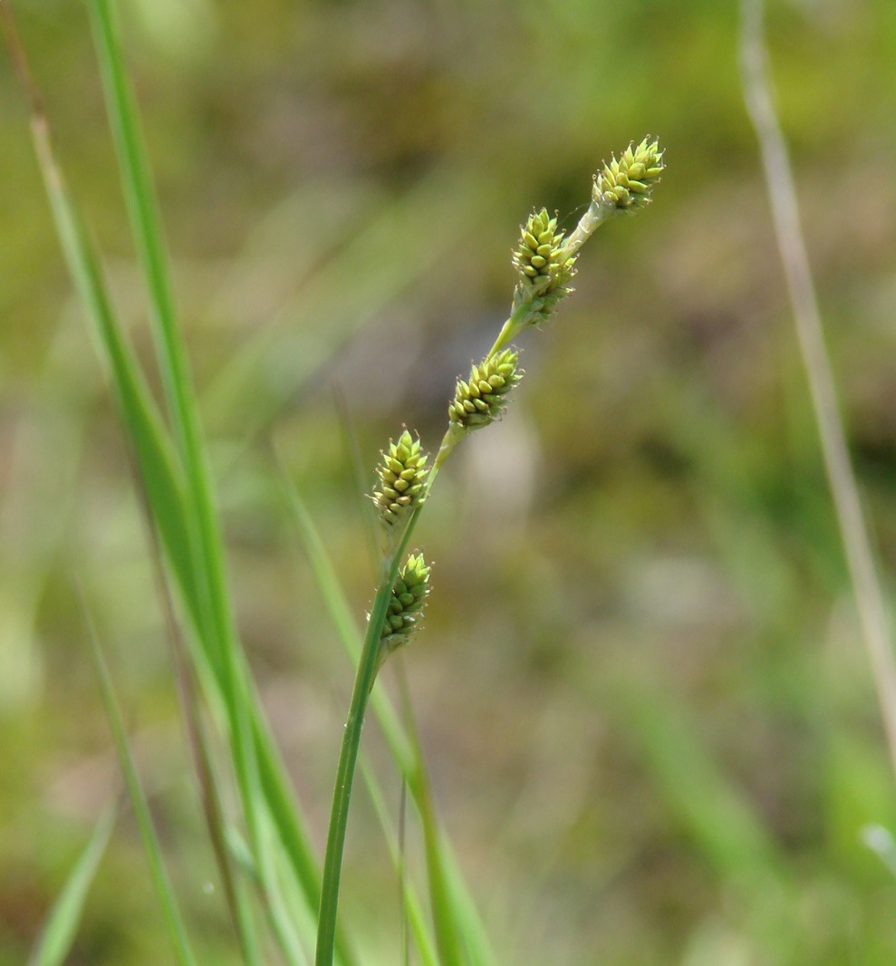 Изображение особи Carex canescens.