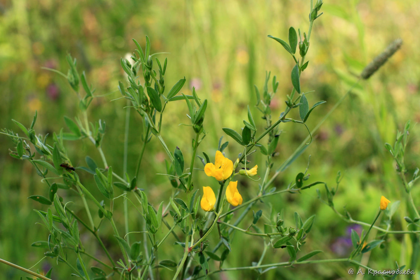 Image of Lathyrus pratensis specimen.