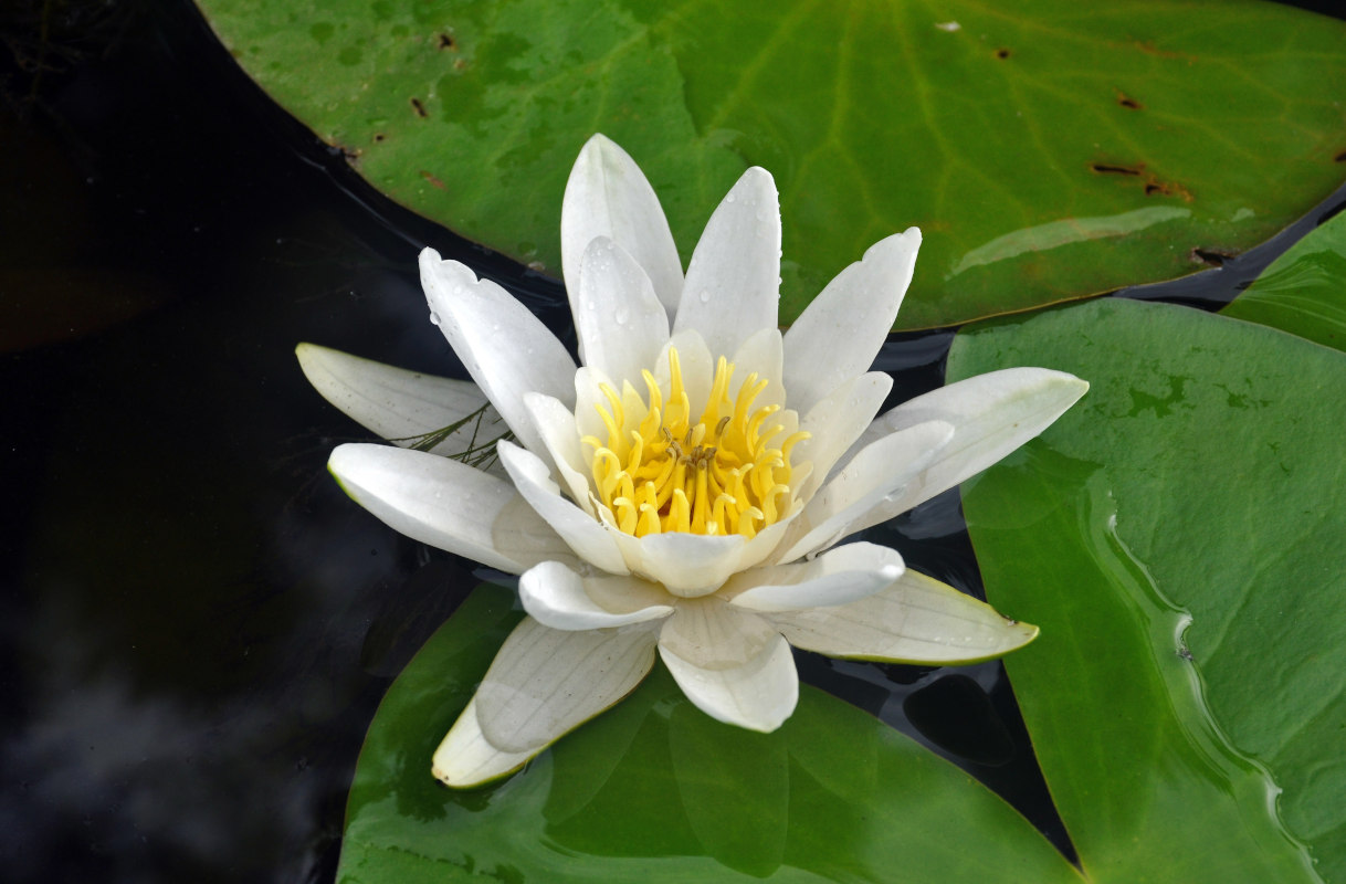 Image of Nymphaea candida specimen.