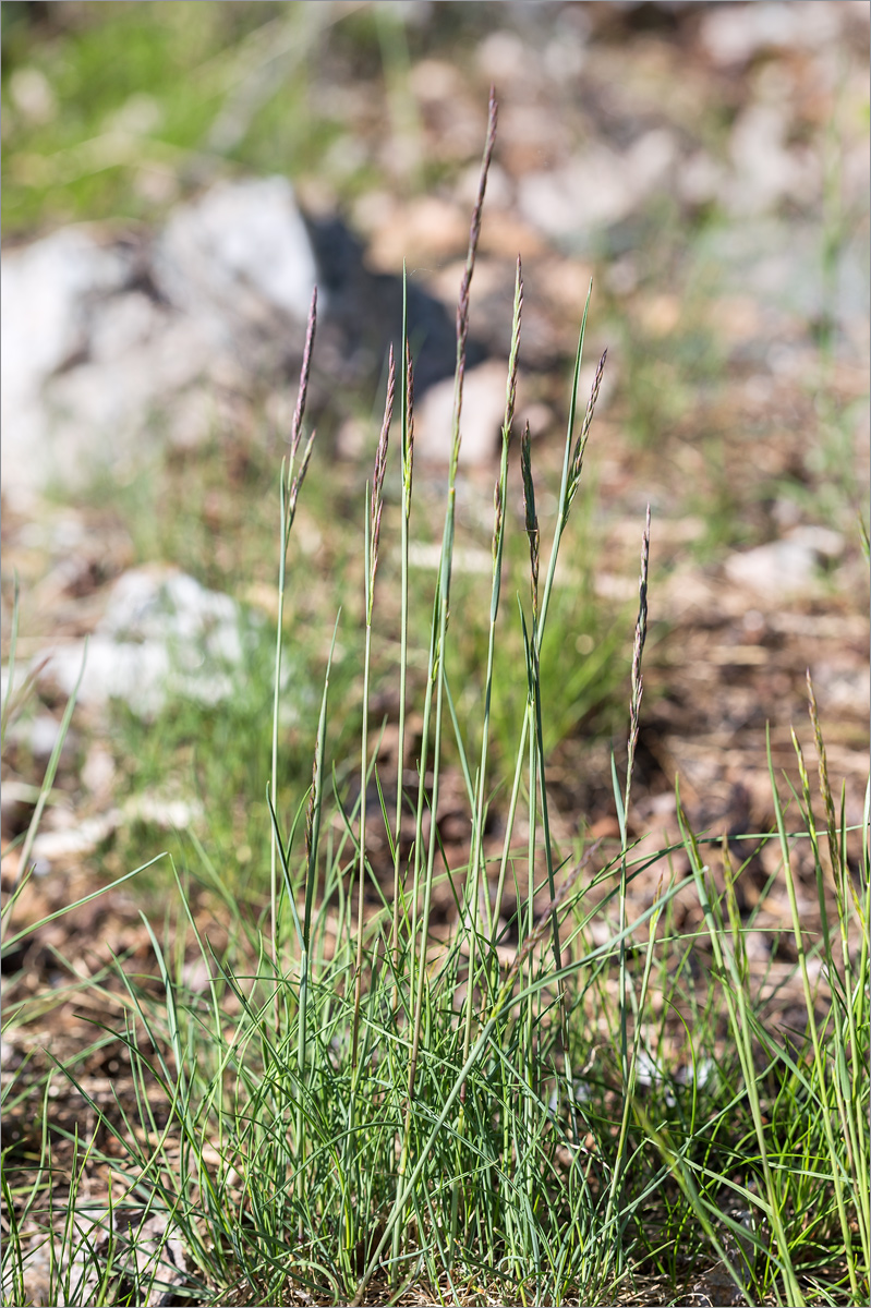 Image of Festuca rubra specimen.