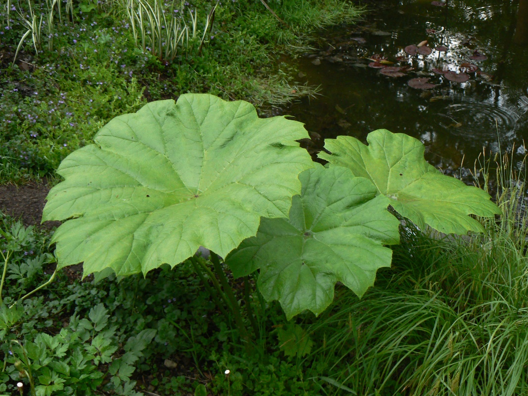 Image of Astilboides tabularis specimen.