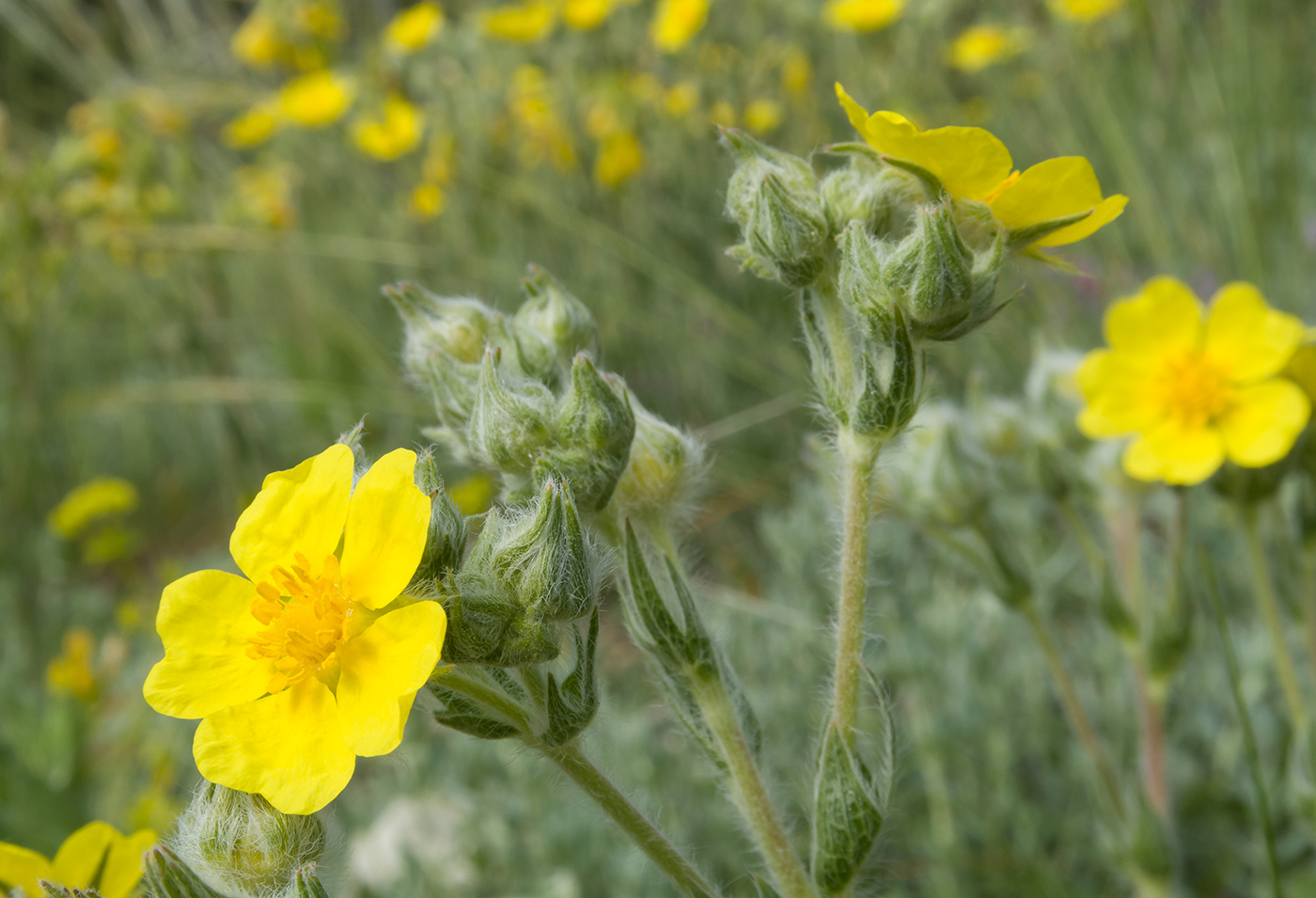 Image of Potentilla taurica specimen.