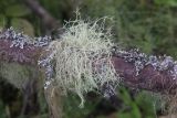 genus Usnea