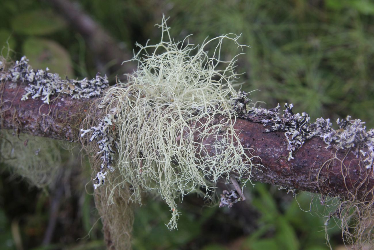 Image of genus Usnea specimen.