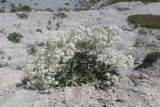 Crambe pinnatifida