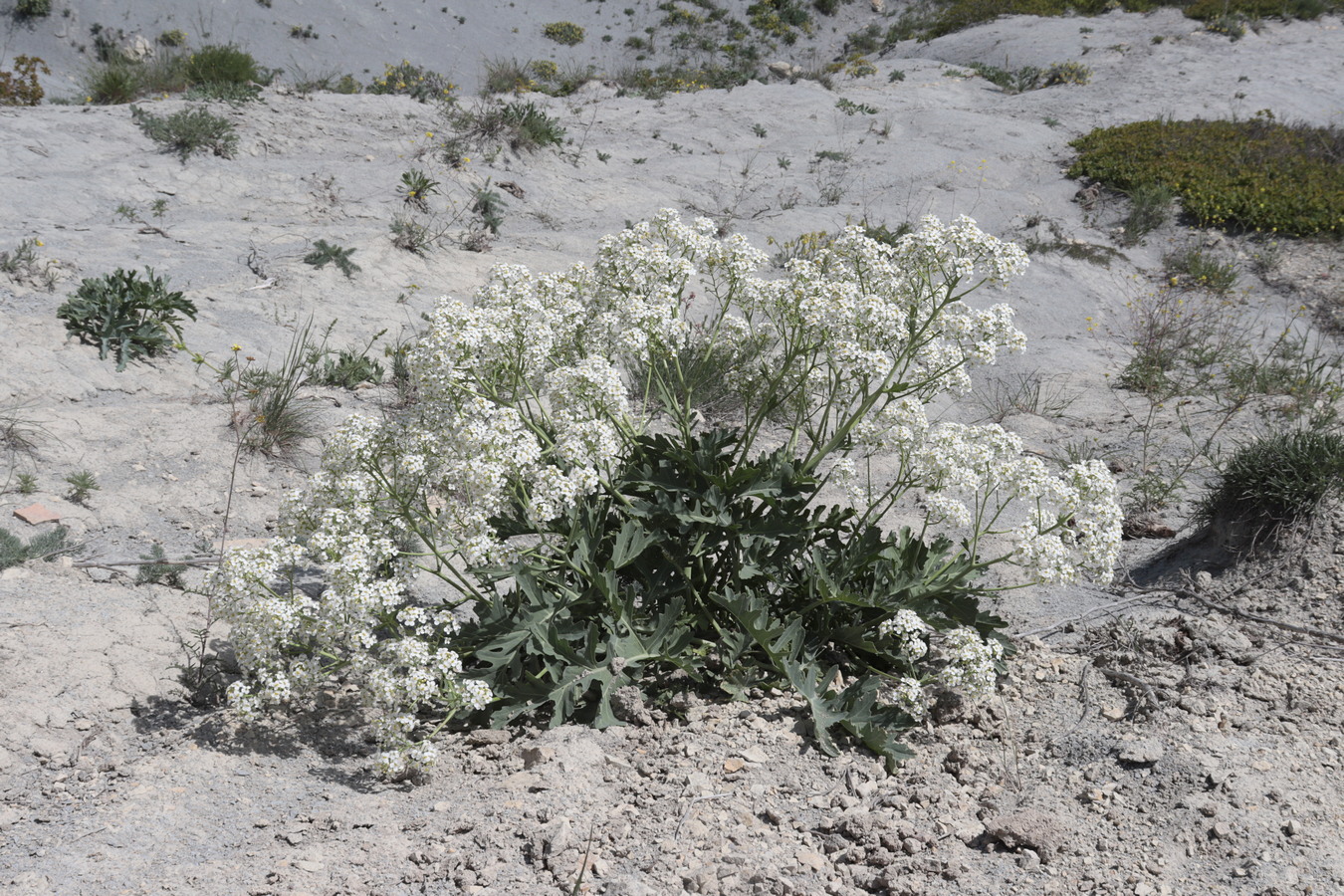 Изображение особи Crambe pinnatifida.