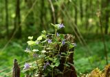 Glechoma hederacea