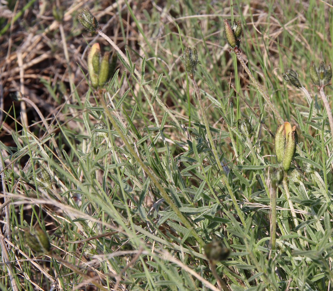 Image of Astragalus stenoceras specimen.