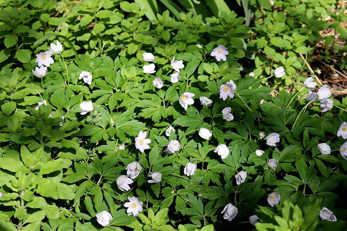 Image of genus Anemone specimen.