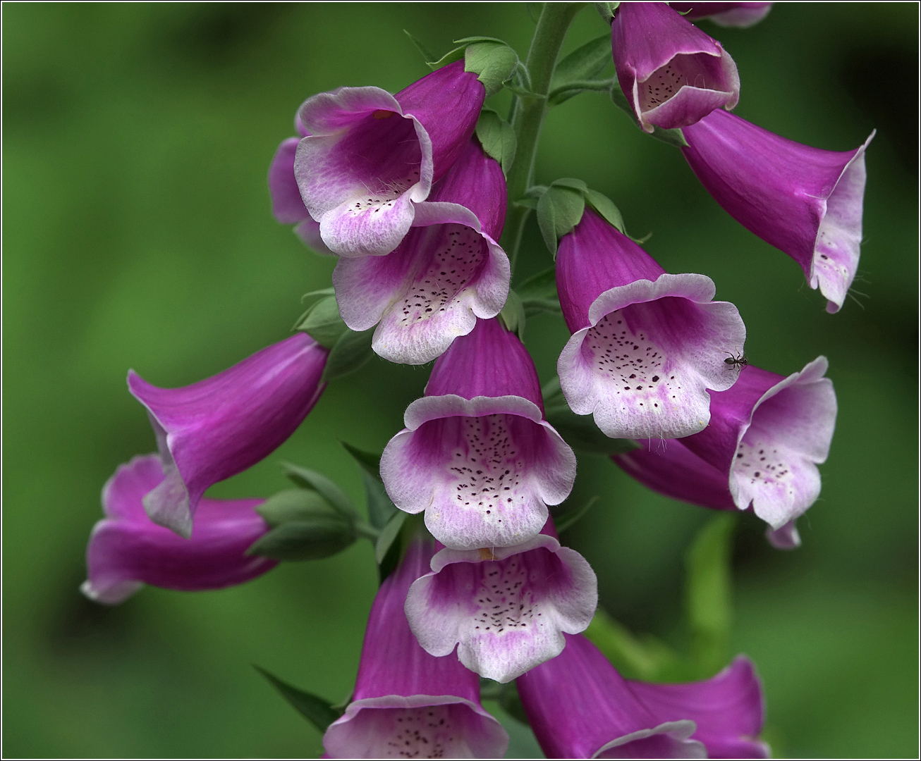 Изображение особи Digitalis purpurea.