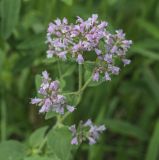 Origanum vulgare