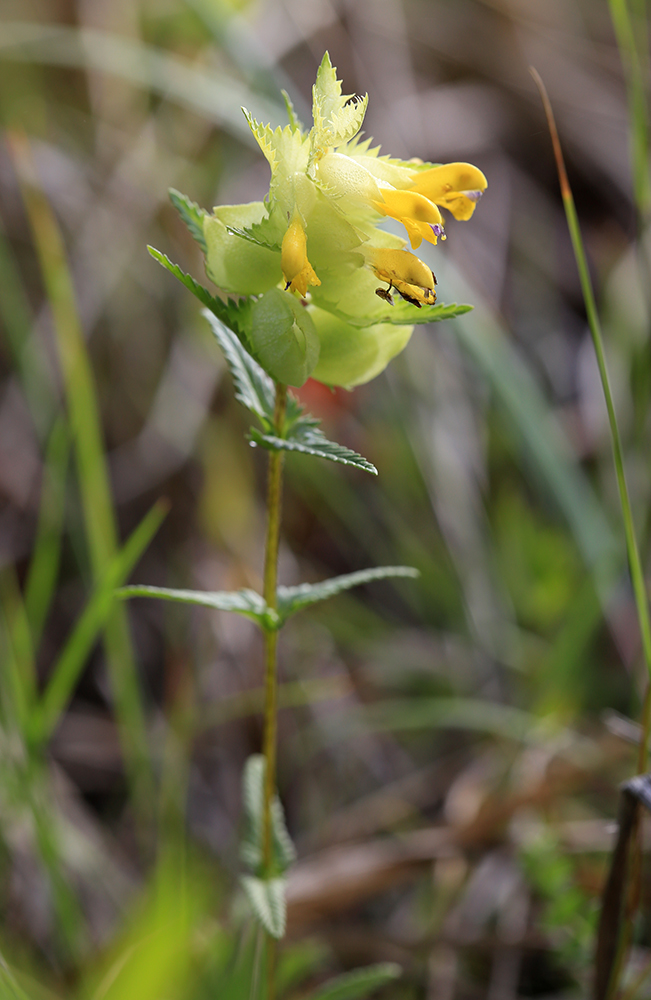 Изображение особи Rhinanthus vernalis.