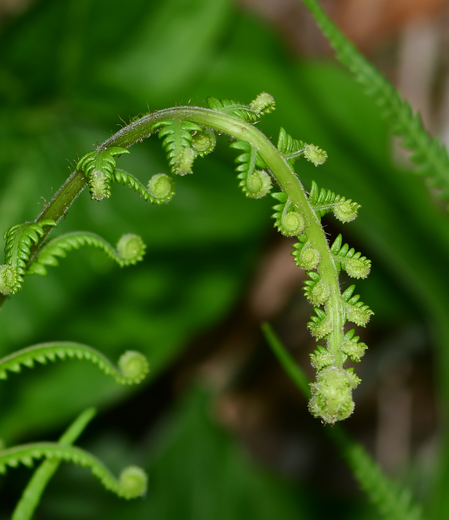 Image of Thelypteris unita specimen.