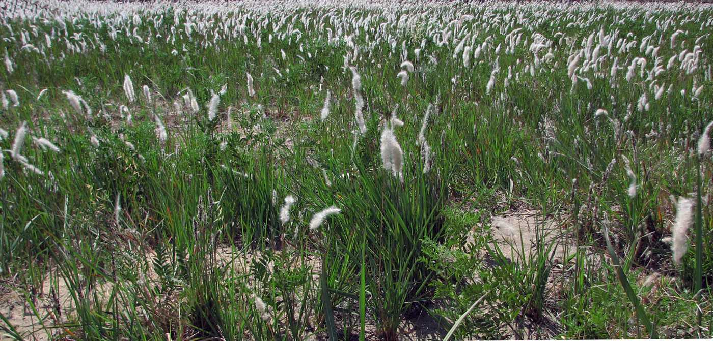 Image of Imperata cylindrica specimen.